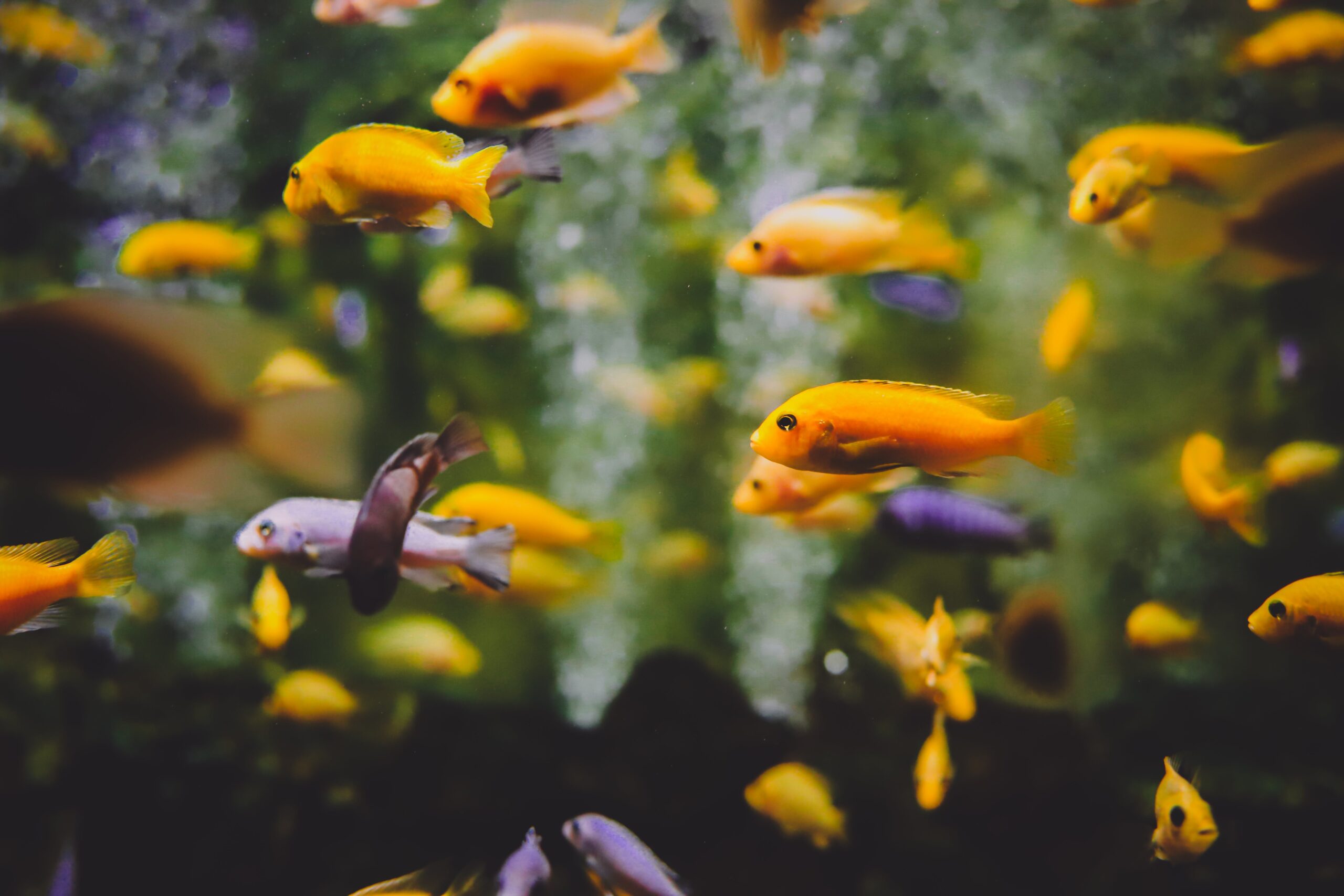 Step-by-Step: Guide to Setting Up Your First Freshwater Aquarium